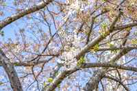 馬車道の桜並木景色