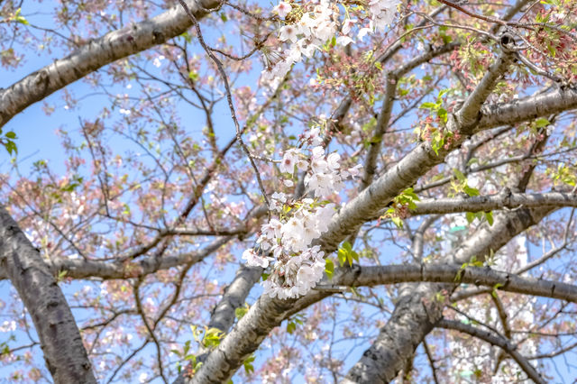 馬車道の桜並木景色