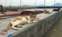 日本 ｜跳島藝術遊の男木島