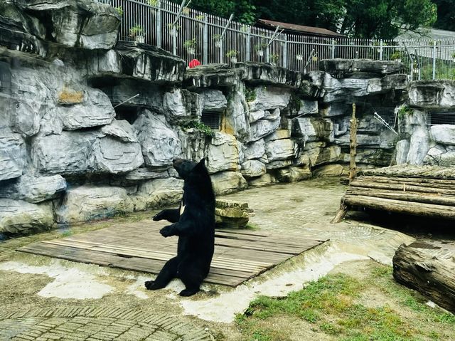 Different species of animals at Qianling Zoo