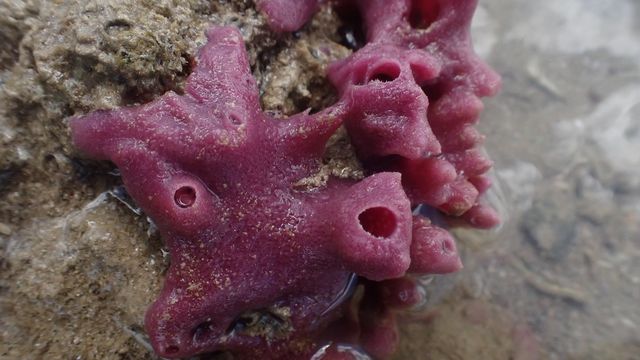 獨木舟漫遊西貢海