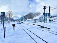 Sapporo to Biei: Guide to capturing the Christmas tree hotspot