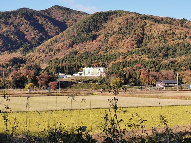 Japan free travel, hike up Mount Ibuki, autumn leaves and miscanthus are equally beautiful.