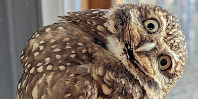 SPFGA Naturalist Series: Forty Years at the Beaverhill Bird Observatory | Ketchamoot Creek Property (the range), 50302 Rge Rd 203