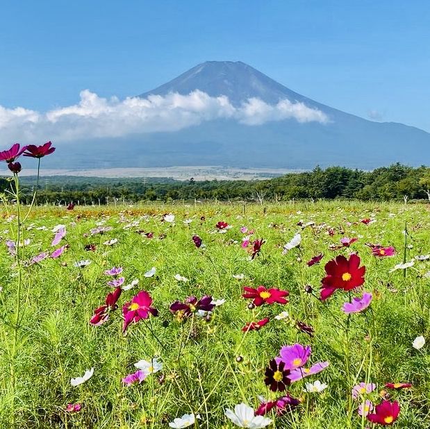 【山梨】山中湖 花の都公園