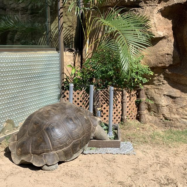 親親小狐獴與大象龜