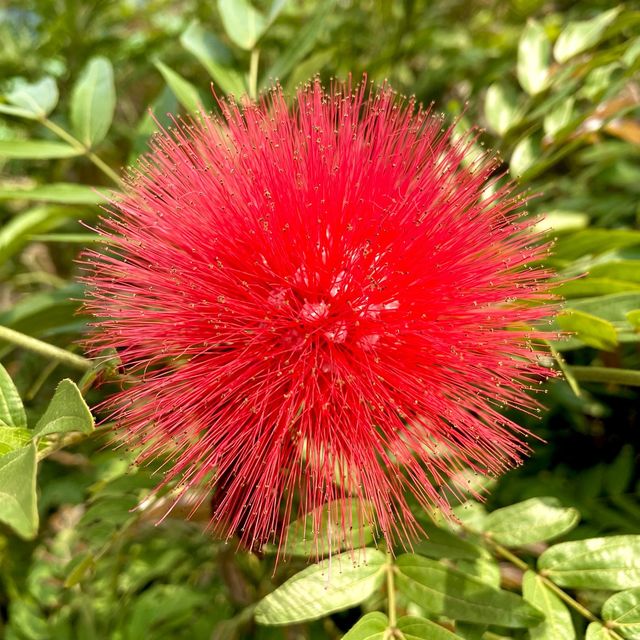 ［維多利亞公園］- 賞花好時機🌸🌺💐