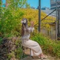 [목향장미와 예쁘게 찍는방법! 대구카페, 큐바이쿼트🌼]
