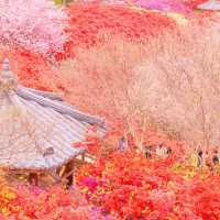 봄에 전주를 가야하는 이유🌸