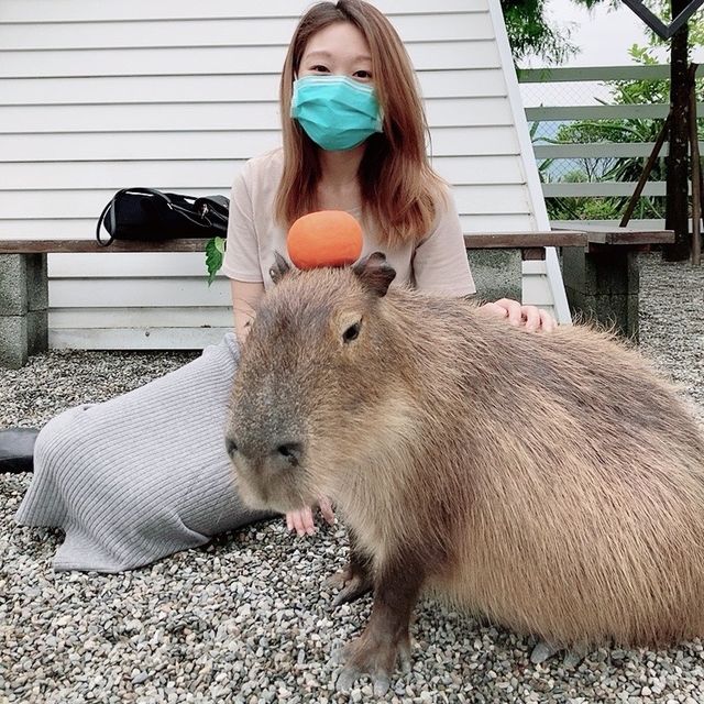 宜蘭「張美阿嬤農場」餵食Q萌水豚君 