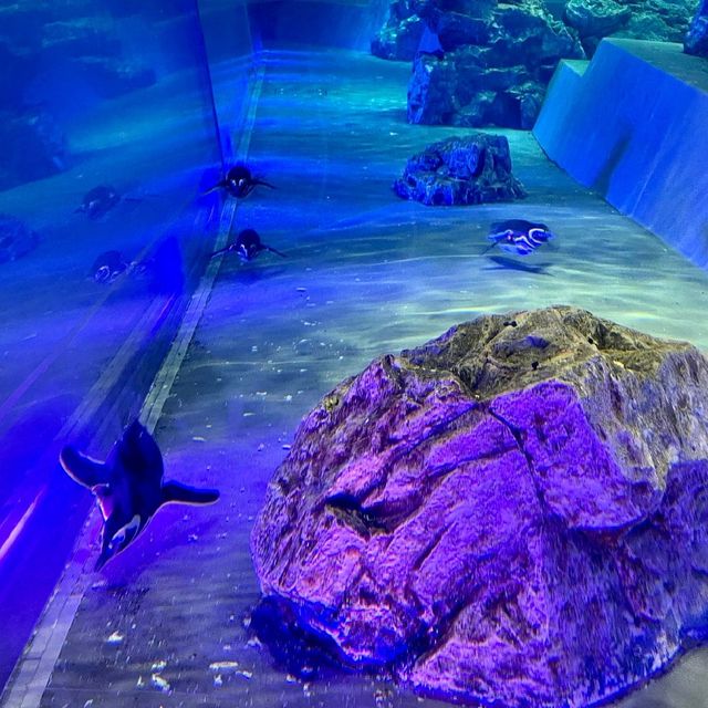 すみだ水族館の可愛すぎるペンギンたち