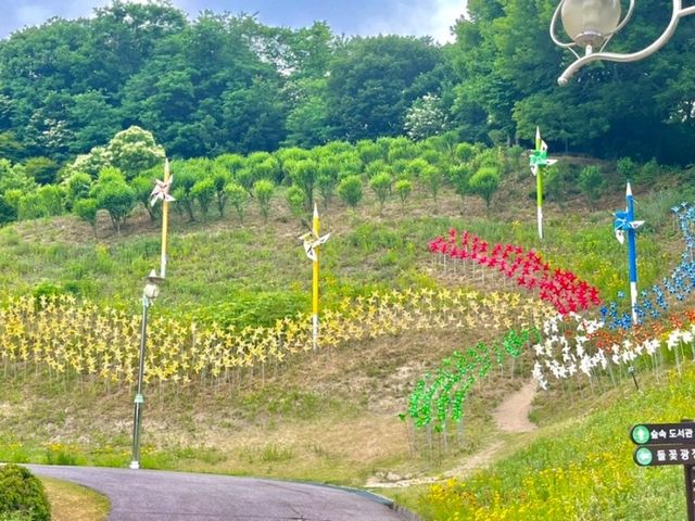 금계국 꽃구경하러간 용인농촌테마파크 
