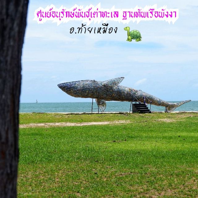 พาครอบครัวไปดูเต่าทะเล