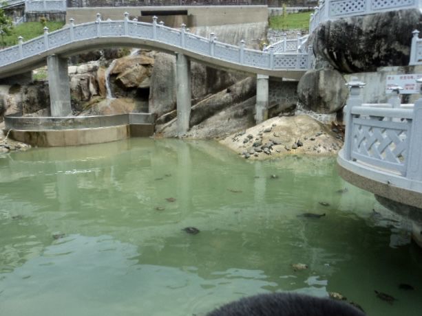 Tortoise Liberation Pond