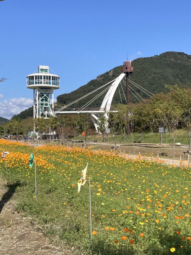 황화코스모스 포토존