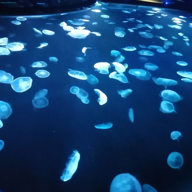 すみだ水族館