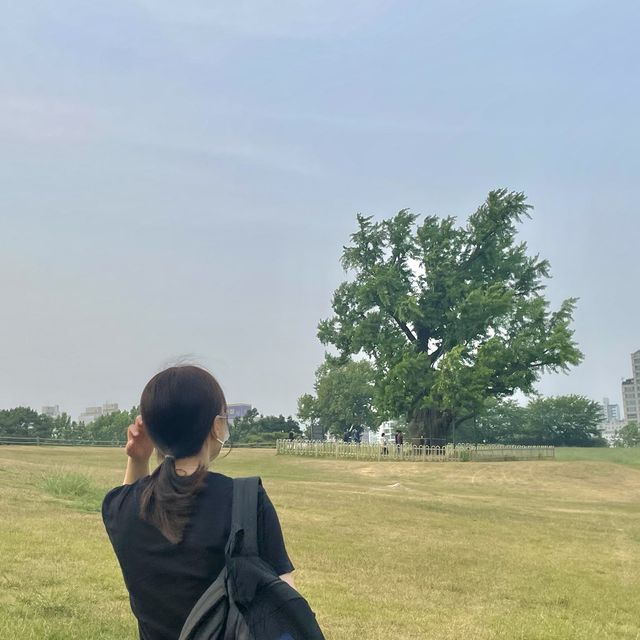 올림픽공원 “나홀로나무” 🌳