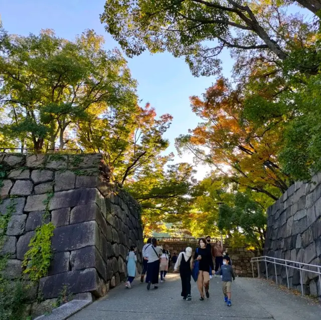 【大阪 大阪城】青屋門前の大銀杏✨✨✨