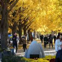 Asan Gingko Tree 