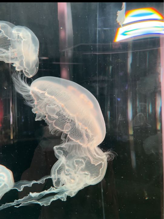 DMM沖繩水族館🇯🇵🦈老少咸宜之景點