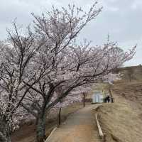 桜映える🌸春の奈良公園と若草山を楽しもう！