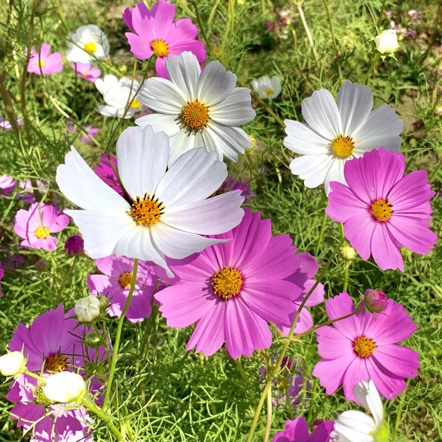 [🇰🇷, 부산] 코스모스보러 부산 을숙도 생태공원으로~🎶 