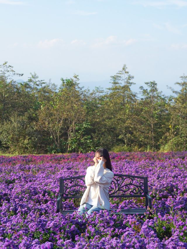 [경남] 거창 감악산에서 만난 아스타국화 💜