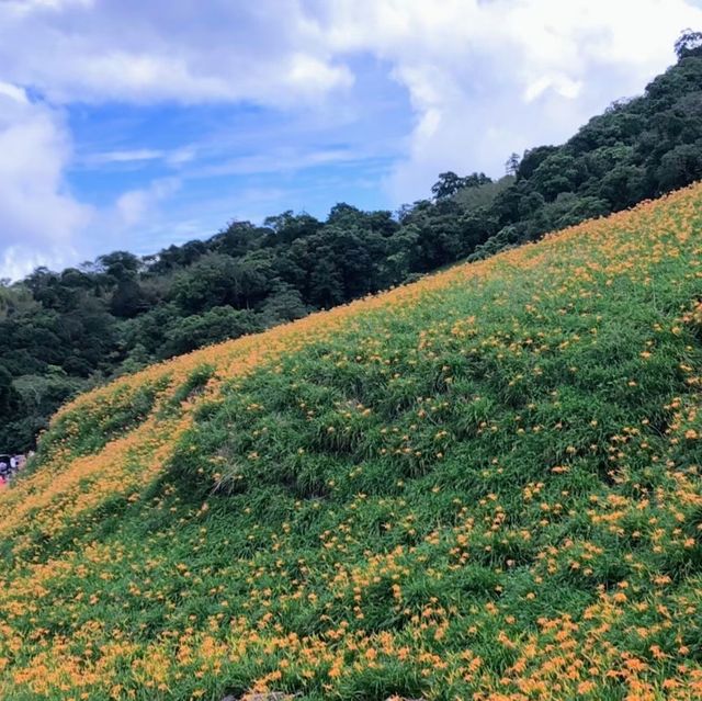 2021赤科山 金針花