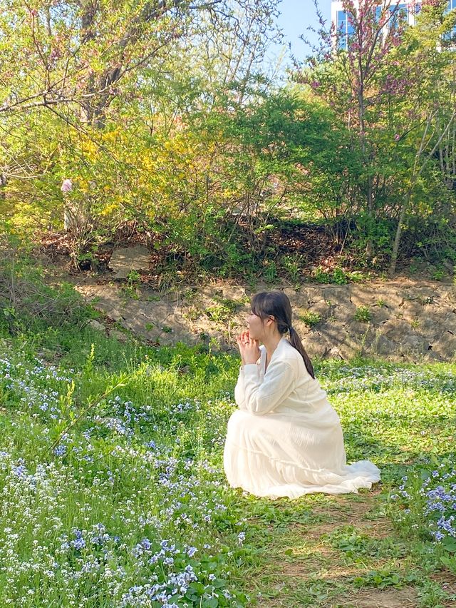 [서울] 겹벚꽃과 튤립을 같이 볼 수 있는 '보라매공원'🌸🌷