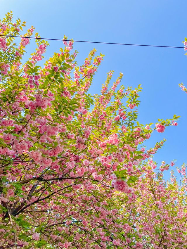 전주 '완산칠봉꽃동산' 겹벚꽃 만개