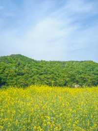 🌼 경주 불국사 근처 유채꽃 해바라기 카페 바실라 