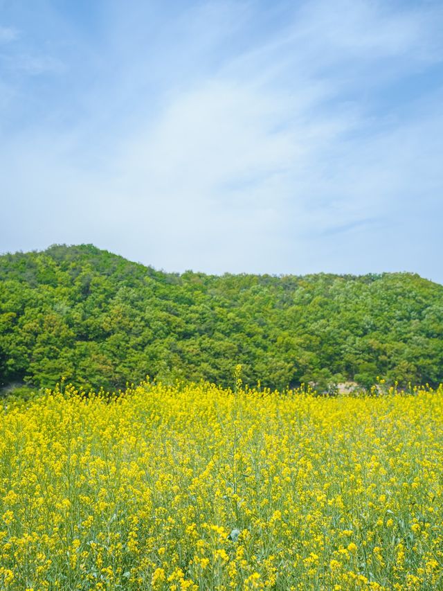🌼 경주 불국사 근처 유채꽃 해바라기 카페 바실라 