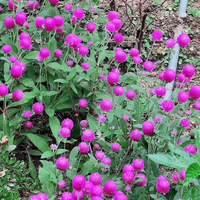 南區漁港主題公園，賞花💐好去處