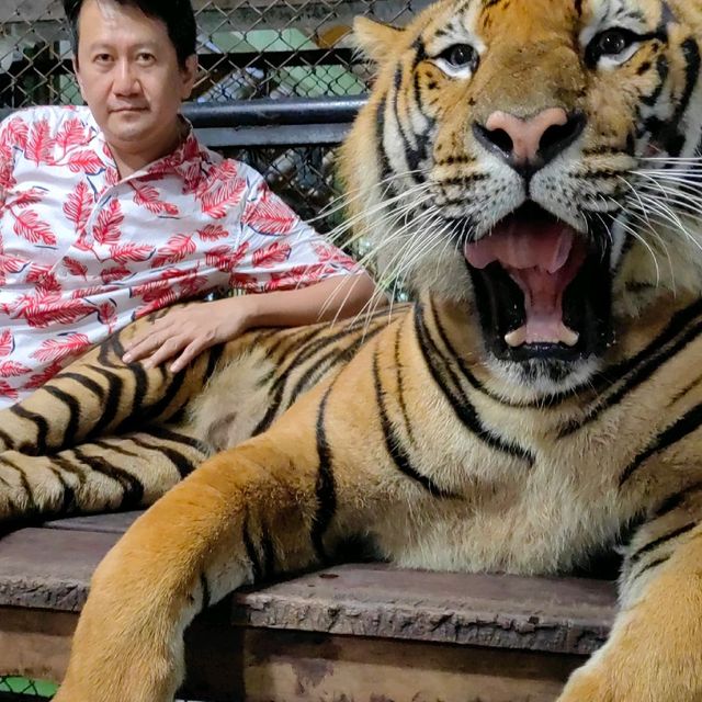 Hugging New Beastie in Tiger Kingdom Phuket.