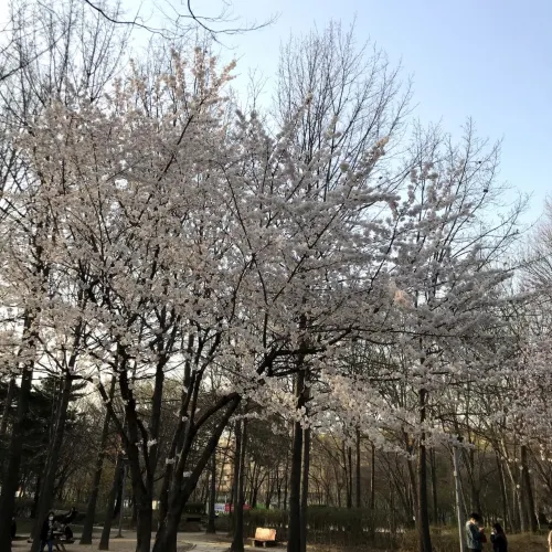 韓国/ソウル【ソウルの森】