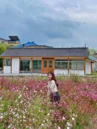 행궁동 속 작은 코스모스 밭 💐