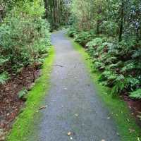 Lamington National Park Trip! 