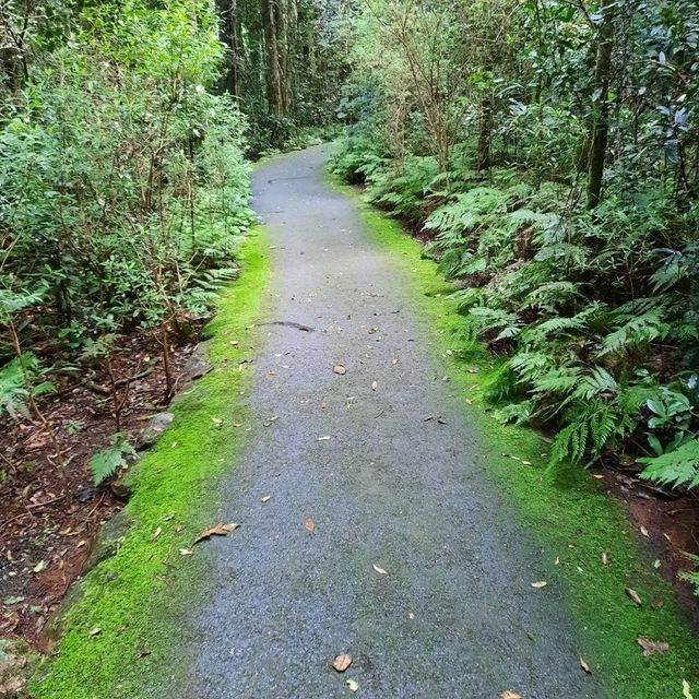 Lamington National Park Trip! 
