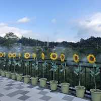 【静岡県】360℃絶景の吊橋へ！
