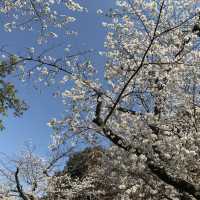 《上野》日本櫻花最前線♡上野花園神社百花齊開