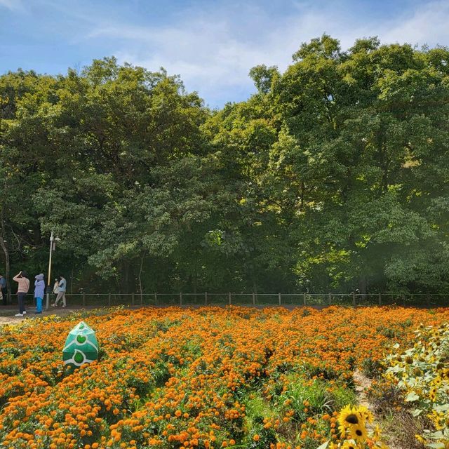 들꽃이 예쁜 경남 상림공원