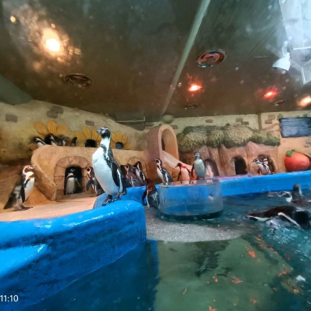 🎃 👻🧛Halloween comes to Coex Aquarium!!