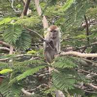 Bukit Shahbandar Forest Recreation Park 