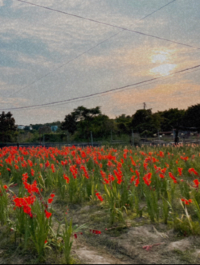 偽日本花田遊🌻