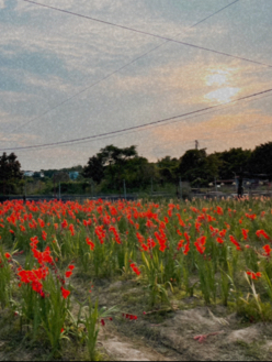 偽日本花田遊🌻