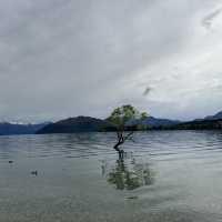 NZ 紐西蘭 南島 Wanaka