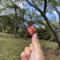基隆之美-情人湖公園、環湖步道和美麗的吊橋！