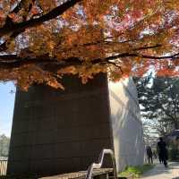 【千代田区】千鳥ヶ淵公園
