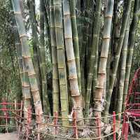 Baguio Bamboo Sanctuary