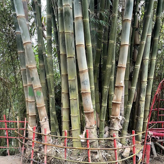 Baguio Bamboo Sanctuary Europe Travelogues